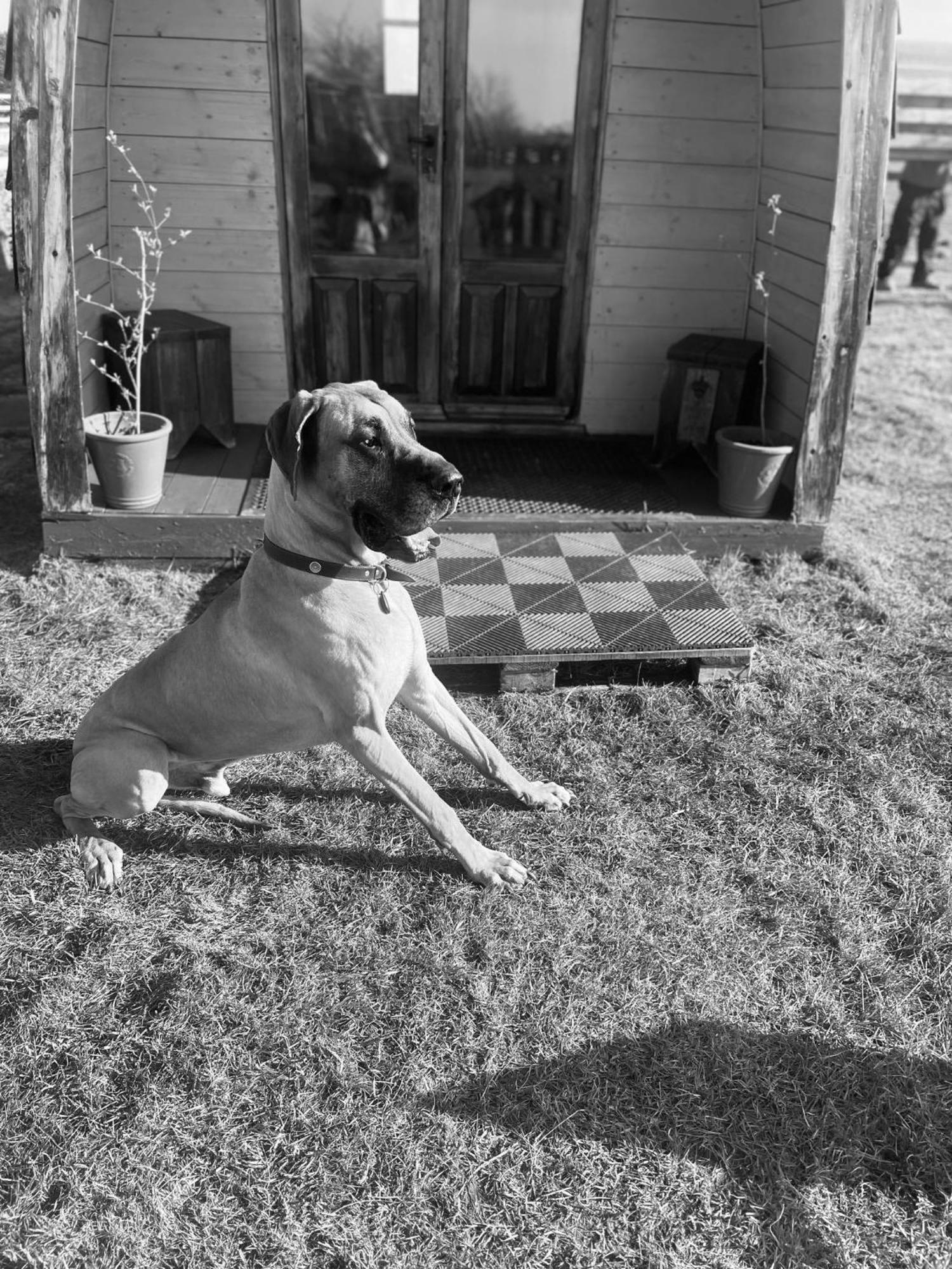 Skipbridge Farm Glamping York Esterno foto